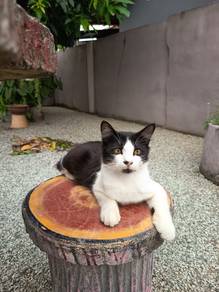 Kucing Hitam Putih