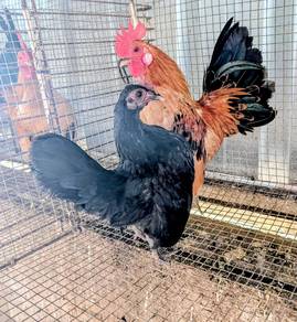 Ayam serama sepasang 