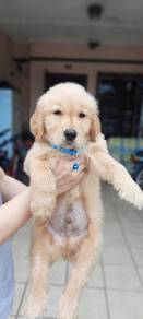 Golden Rettiver y