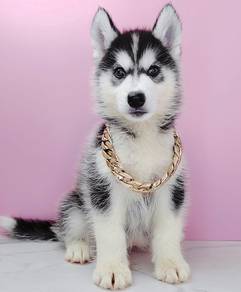 Wooly Husky