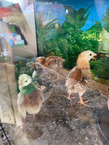 ayam penelor dan pedaging