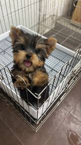Yorkshire Terrier Male Puppy M3