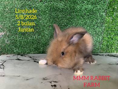 Lionhade
