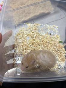 Syrian Big Bone - Beige Bear for SALE ❤️