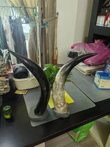 Genuine African Cape Buffalo Horns (1 Pair)