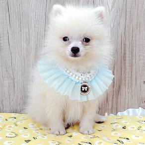 Pomeranian