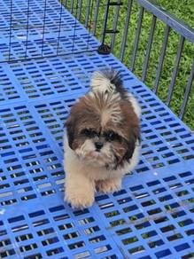 Shih tzu Puppy