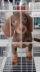 TTUO5566 Dachshund cute puppies dogs