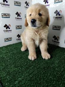Golden retriever with mka certificate