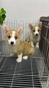 Pure Breed Corgi (Female) OFFER 纯种柯基宝宝 双色女生