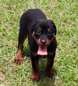 Rottweiler female
