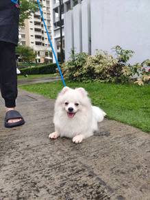 White Pomeranian 29052026