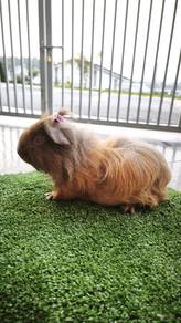 Guinea Pig (Long Hair)