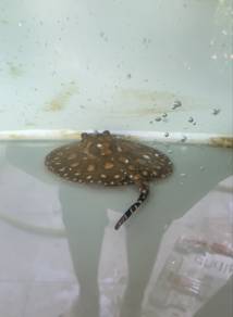 ikan pari air tawar stingray