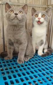 BSH British shorthair male kitten