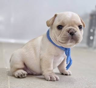 FRENCH BULLDOG PUPPIES 🌻VIP794 Boy -Girl