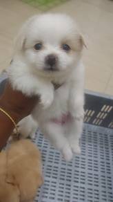 Tiny Pomeranian