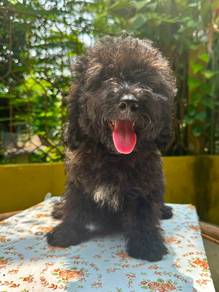 Poodle