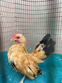 Ayam serama jantan