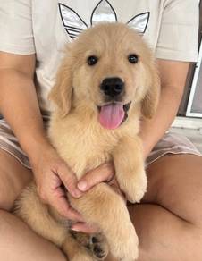 Golden retriever 