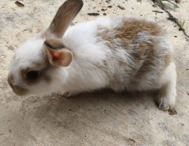 Ordinary rabbit 🐇