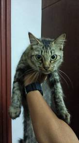 Dlh cat