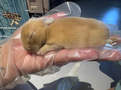 1 Newly Born Brown Cute Baby Rabbit for sale