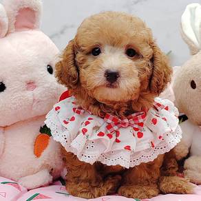 Poodle