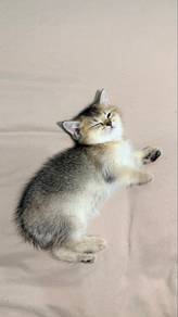 British Shorthair (BSH)