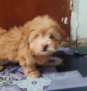 Dog Maltipoo 