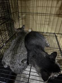Rehome kucing