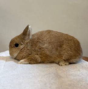 rabbit arnab nd netherland dwarf