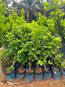 Aglaia Odorata / Mock Lemon