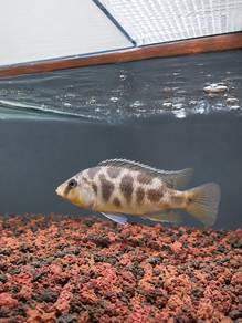 Livingstone Cichlid