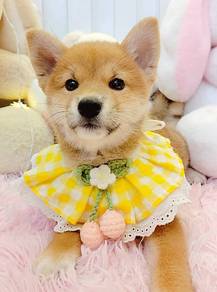 Shiba INu
