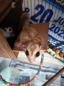 Sugar Glider Jantan Dewasa (Adult Male)