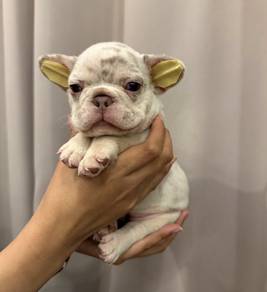 FRENCH BULLDOG PUPPIES 🌻S117 Charming Girl