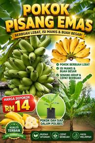 pokok pisang emas jumbo