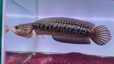 Ikan Channa Fish-Asiatica Kalimaya 6 inch (AK-5)