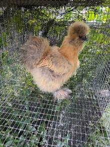 Ayam silkie betina
