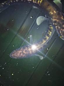 Ikan Toman Bunga sepasang