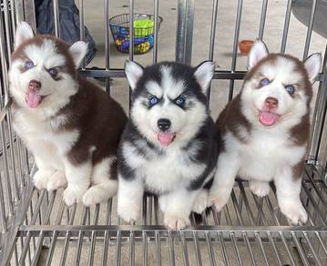 SIBERIAN HUSKY PUPPIES 🌻 Boy~Girl VIP07