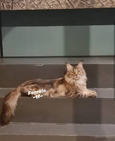 kucing mainecoon 