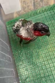 Burung black cap lorikeet Hand feed Siap lesen