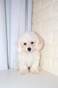 J0573 Bichon Small Fluffy Companion Puppy