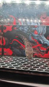 ikan channa maru ys 10 inci