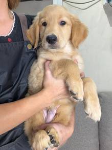 Golden retriever puppy