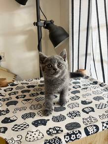 British Shorthair Male Kitten