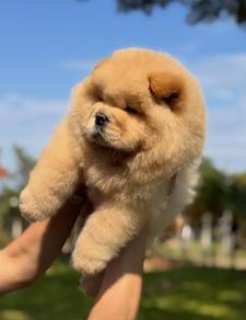 Chow Chow 