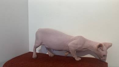 SPHYNX lelong female bambino